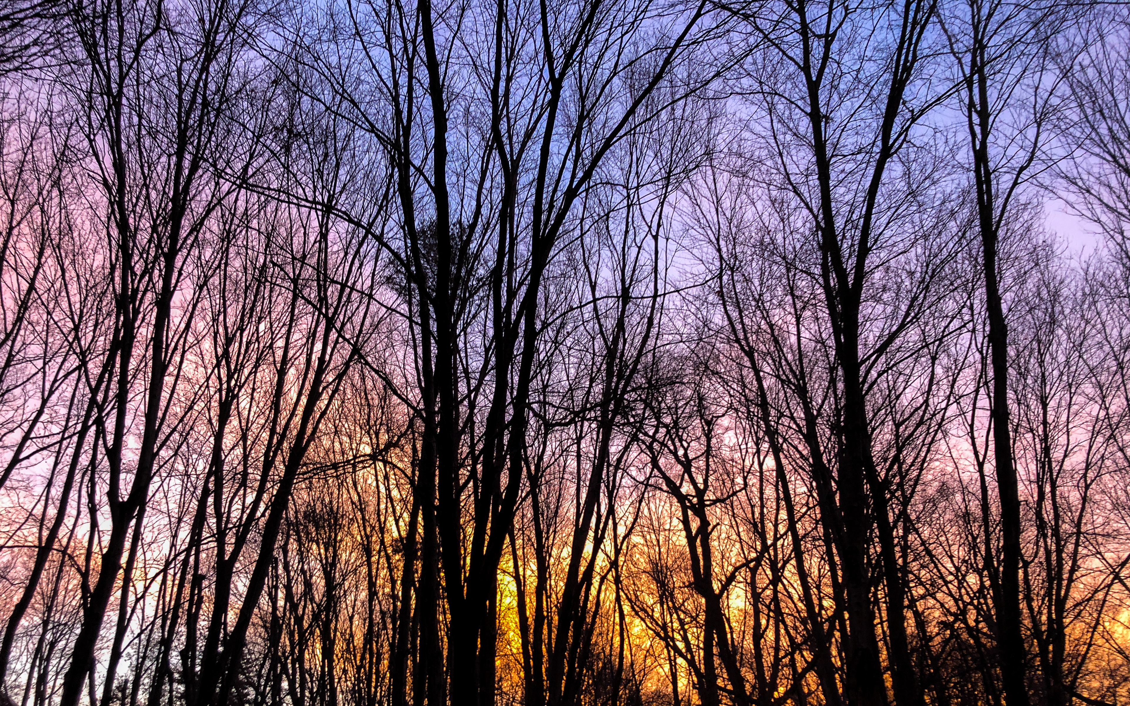 purple sky seen through bare trees