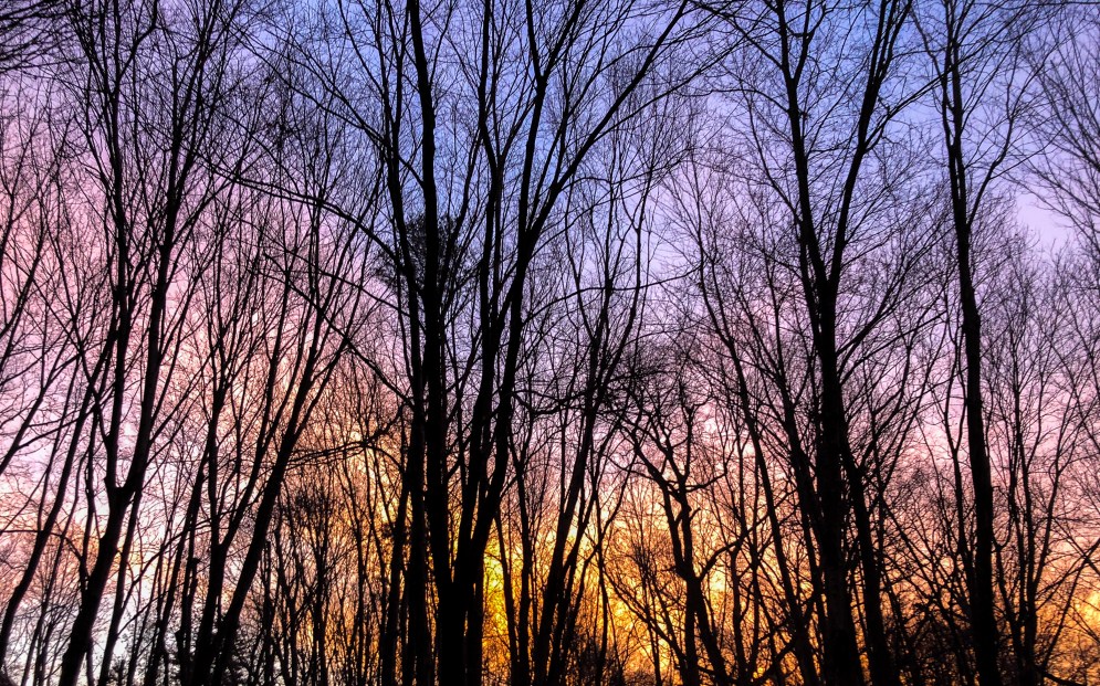 purple sky seen through bare trees