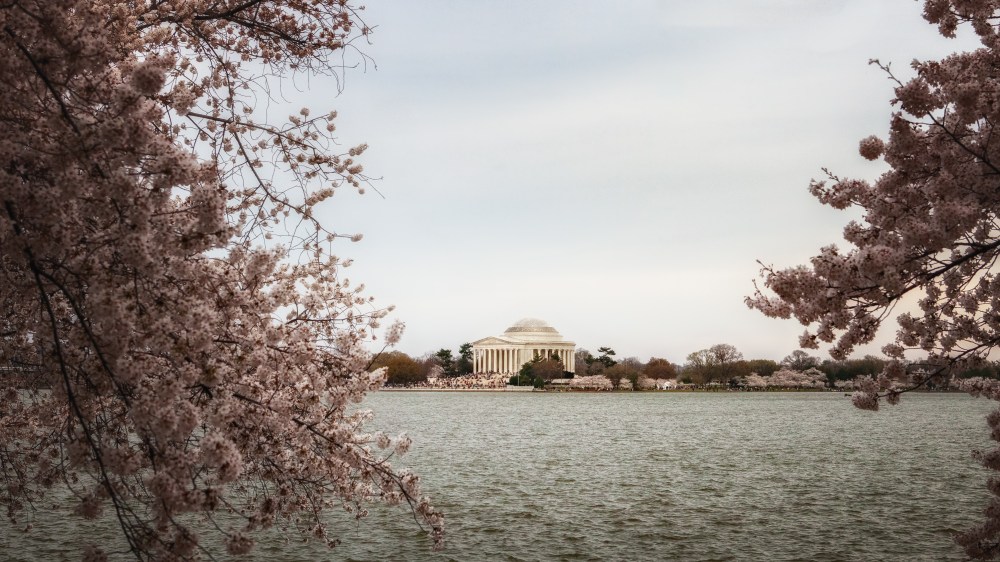Cherry blossoms and the Jefferson Memorial in Washington, DC
