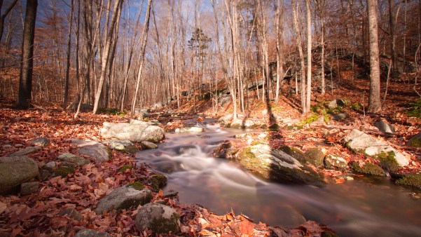 river through forest