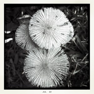 Close up of Mushrooms 