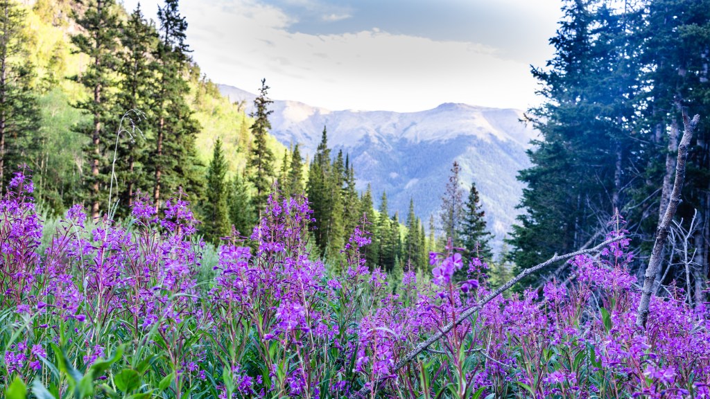 wildflowers with mountain range in the background